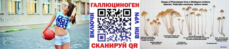 Купить где  Хадыженск  Псилоцибиновые грибы Psilocybe 